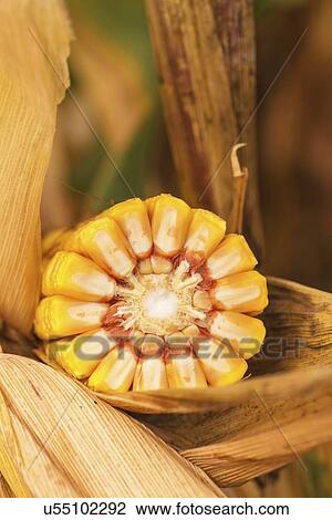 Stock Image - Ripe corn cob, close-up.. Fotosearch