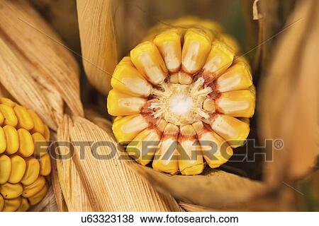 Ripe corn cob, close-up. View Large Photo Image Stock Photo - Ripe corn cob, close-up.. Fotosearch