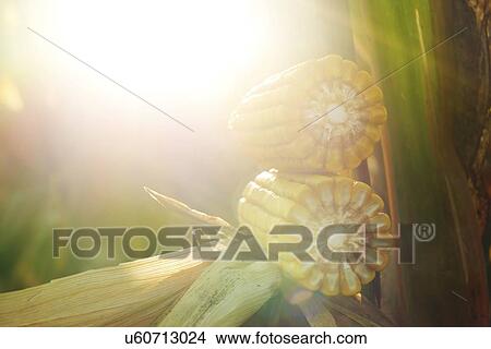 Ripe corn cob. View Large Photo Image Picture - Ripe corn cob.. Fotosearch