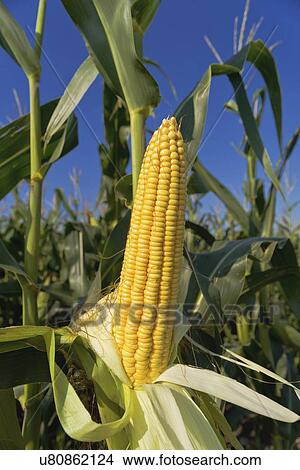 Ripe corn cob. View Large Photo Image Picture - Ripe corn cob.. Fotosearch