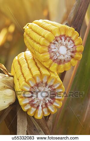 Stock Image - Ripe corn cob.. Fotosearch