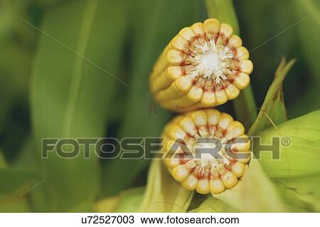 Ripe corn cob. View Large Photo Image Stock Image - Ripe corn cob.. Fotosearch