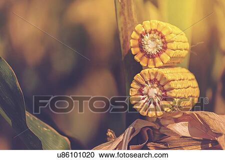 Stock Image - Ripe corn cob.. Fotosearch