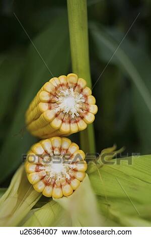 Stock Photo - Ripe corn cob.. Fotosearch