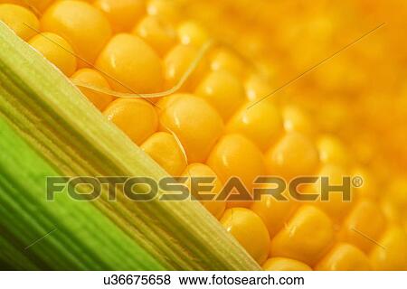 Ripe corn cob. View Large Photo Image Stock Photo - Ripe corn cob.. Fotosearch
