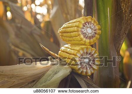 Stock Photo - Ripe corn cob.. Fotosearch