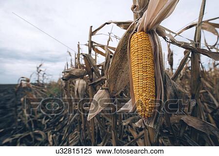 Ripe corn cob. View Large Photo Image Stock Photography - Ripe corn cob.. Fotosearch