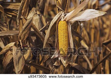 Ripe corn cob. View Large Photo Image Stock Photography - Ripe corn cob.. Fotosearch
