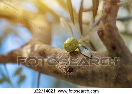 Ripe olive on tree. View Large Photo Image Stock Image - Ripe olive on tree.. Fotosearch