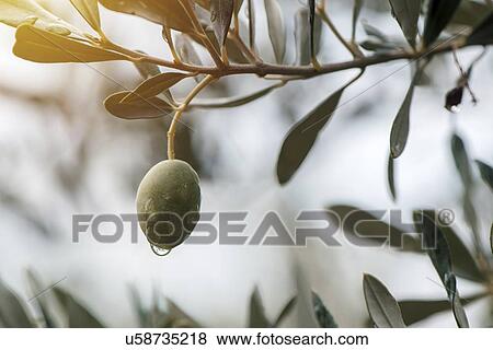Ripe olive on tree. View Large Photo Image Stock Photo - Ripe olive on tree.. Fotosearch