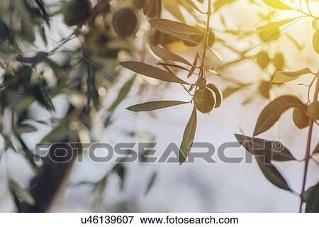 Stock Photo - Ripe olives on tree.. Fotosearch