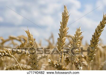Stock Image - Ripe wheat crop.. Fotosearch