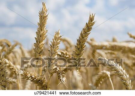 Stock Image - Ripe wheat crop.. Fotosearch