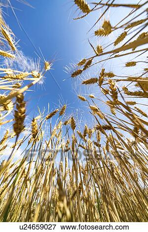Ripe wheat crop. View Large Photo Image Stock Photo - Ripe wheat crop.. Fotosearch