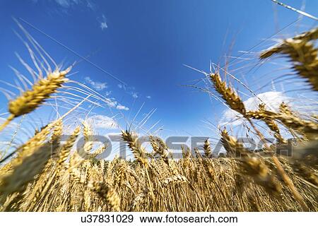 Stock Photo - Ripe wheat crop.. Fotosearch