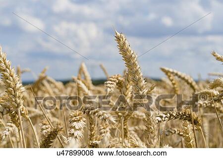 Ripe wheat crop. View Large Photo Image Stock Photo - Ripe wheat crop.. Fotosearch