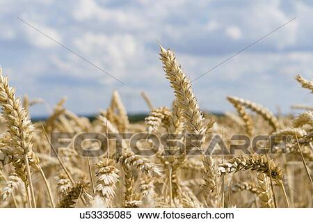 Stock Photography - Ripe wheat crop.. Fotosearch