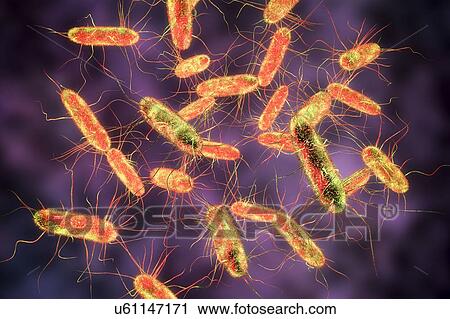 Salmonella bacteria, computer illustration. Salmonella sp. bacteria are Gram-negative rod-shaped bacteria that have flagella (hair-like structures) that they use for locomotion. They can cause food poisoning when ingested with contaminated food.... View Large Photo Image Stock Image - Salmonella bacteria, computer illustration. Salmonella sp. bacteria are Gram-negative rod-shaped bacteria that have flagella (hair-like structures) that they use for locomotion. They can cause food poisoning when ingested with contaminated food..... Fotosearch