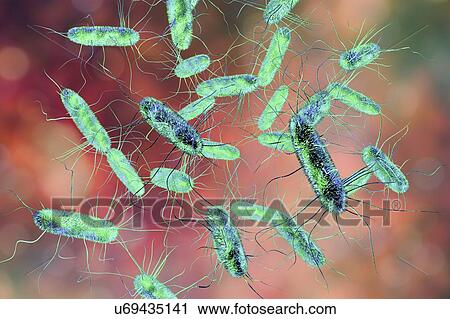 Stock Image - Salmonella bacteria, computer illustration. Salmonella sp. bacteria are Gram-negative rod-shaped bacteria that have flagella (hair-like structures) that they use for locomotion. They can cause food poisoning when ingested with contaminated food..... Fotosearch