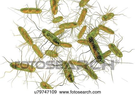 Stock Photo - Salmonella bacteria, computer illustration. Salmonella sp. bacteria are Gram-negative rod-shaped bacteria that have flagella (hair-like structures) that they use for locomotion. They can cause food poisoning when ingested with contaminated food..... Fotosearch