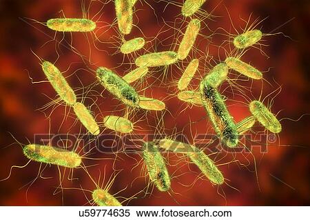 Salmonella bacteria, computer illustration. Salmonella sp. bacteria are Gram-negative rod-shaped bacteria that have flagella (hair-like structures) that they use for locomotion. They can cause food poisoning when ingested with contaminated food.... View Large Photo Image Stock Photography - Salmonella bacteria, computer illustration. Salmonella sp. bacteria are Gram-negative rod-shaped bacteria that have flagella (hair-like structures) that they use for locomotion. They can cause food poisoning when ingested with contaminated food..... Fotosearch