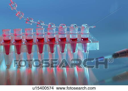 Picture - Samples in PCR tubes.. Fotosearch