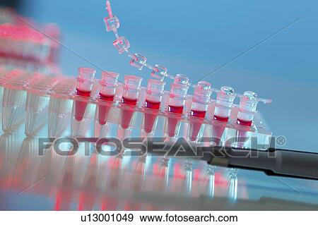 Samples in PCR tubes. View Large Photo Image Stock Photo - Samples in PCR tubes.. Fotosearch