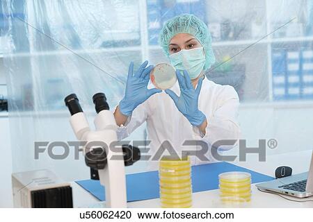 Stock Image - Scientist examining microbial growth on a Petri dish.. Fotosearch
