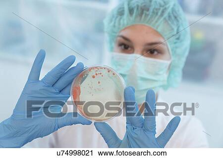 Scientist examining microbial growth on a Petri dish. View Large Photo Image Stock Image - Scientist examining microbial growth on a Petri dish.. Fotosearch