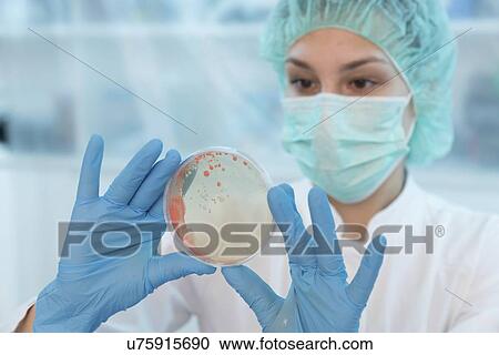 Scientist examining microbial growth on a Petri dish. View Large Photo Image Stock Image - Scientist examining microbial growth on a Petri dish.. Fotosearch