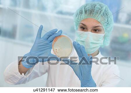 Stock Photo - Scientist examining microbial growth on a Petri dish.. Fotosearch