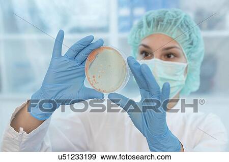 Stock Photo - Scientist examining microbial growth on a Petri dish.. Fotosearch