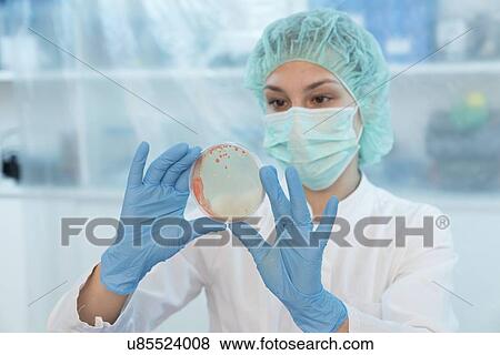 Stock Photo - Scientist examining microbial growth on a Petri dish.. Fotosearch