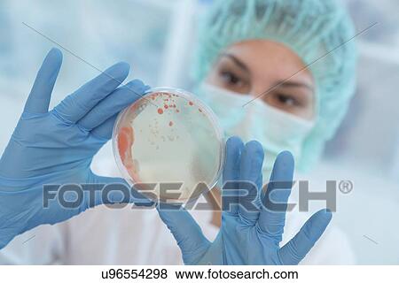 Scientist examining microbial growth on a Petri dish. View Large Photo Image Stock Photo - Scientist examining microbial growth on a Petri dish.. Fotosearch