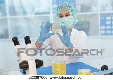 Stock Photograph - Scientist examining microbial growth on a Petri dish.. Fotosearch