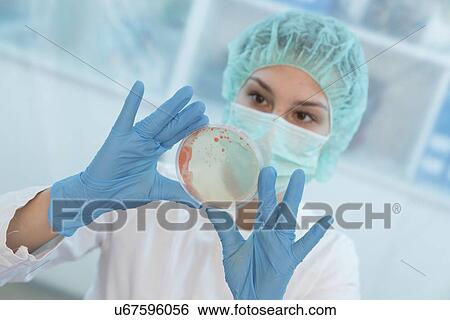 Stock Photograph - Scientist examining microbial growth on a Petri dish.. Fotosearch