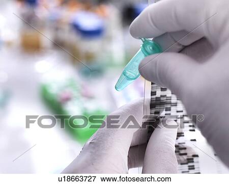 Scientist holding a DNA (deoxyribonucleic acid) sample in a tube with the results illustrated on a DNA gel. View Large Photo Image Stock Photo - Scientist holding a DNA (deoxyribonucleic acid) sample in a tube with the results illustrated on a DNA gel.. Fotosearch