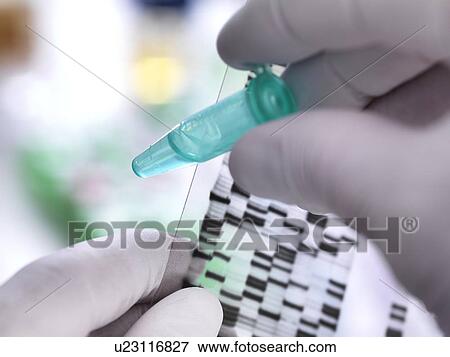 Scientist holding a DNA (deoxyribonucleic acid) sample in a tube with the results illustrated on a DNA gel. View Large Photo Image Stock Photo - Scientist holding a DNA (deoxyribonucleic acid) sample in a tube with the results illustrated on a DNA gel.. Fotosearch