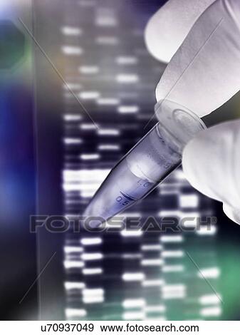 Scientist holding a DNA (deoxyribonucleic acid) sample in a tube with the results illustrated on a DNA gel. View Large Photo Image Stock Photo - Scientist holding a DNA (deoxyribonucleic acid) sample in a tube with the results illustrated on a DNA gel.. Fotosearch