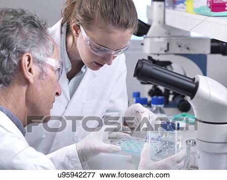 Stock Photo - Scientist holding a multiwell plate containing chemical solutions for analytical testing in a laboratory.. Fotosearch