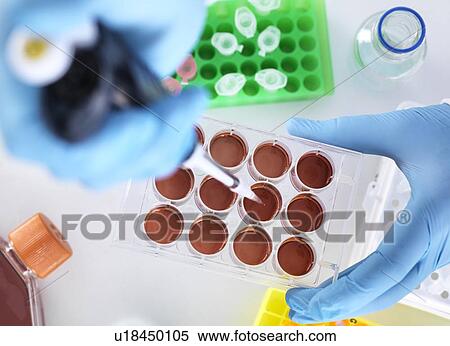 Stock Photography - Scientist pipetting a sample into growth medium.. Fotosearch