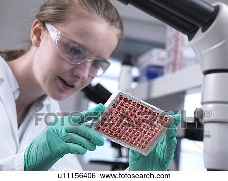 Stock Photograph - Scientist preparing a multi well plate containing blood samples for testing and analysis.. Fotosearch