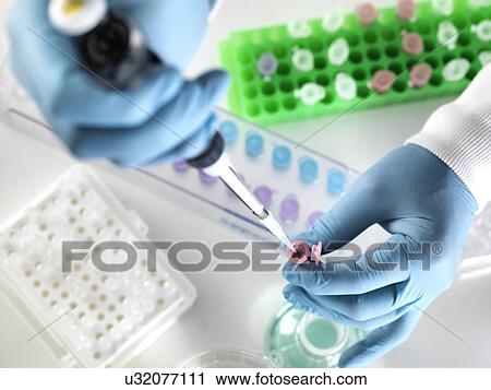 Scientist preparing a sample in an Eppendorf tube for chemical analysis. View Large Photo Image Stock Image - Scientist preparing a sample in an Eppendorf tube for chemical analysis.. Fotosearch