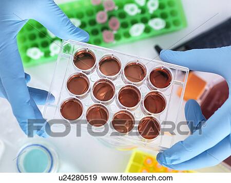 Scientist preparing cells in a multi well plate. View Large Photo Image Stock Photo - Scientist preparing cells in a multi well plate.. Fotosearch