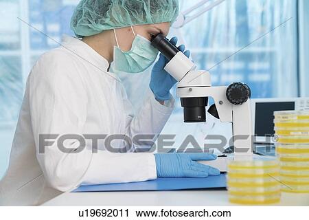 Scientist using a light microscope to examine microbial growth on a Petri dish. View Large Photo Image Stock Image - Scientist using a light microscope to examine microbial growth on a Petri dish.. Fotosearch