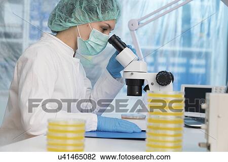 Stock Image - Scientist using a light microscope to examine microbial growth on a Petri dish.. Fotosearch