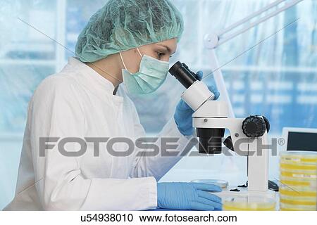Scientist using a light microscope to examine microbial growth on a Petri dish. View Large Photo Image Stock Image - Scientist using a light microscope to examine microbial growth on a Petri dish.. Fotosearch