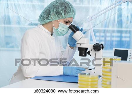 Stock Image - Scientist using a light microscope to examine microbial growth on a Petri dish.. Fotosearch