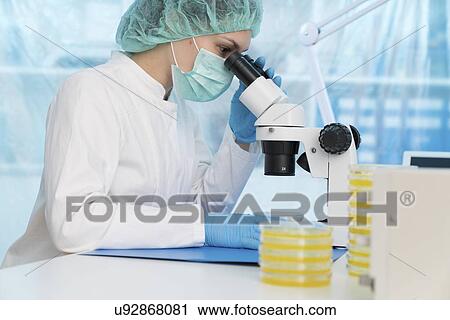 Scientist using a light microscope to examine microbial growth on a Petri dish. View Large Photo Image Stock Image - Scientist using a light microscope to examine microbial growth on a Petri dish.. Fotosearch