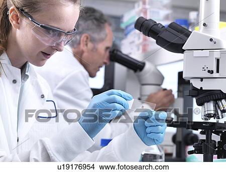 Picture - Scientist viewing a sample on a glass slide before putting it under a light microscope.. Fotosearch